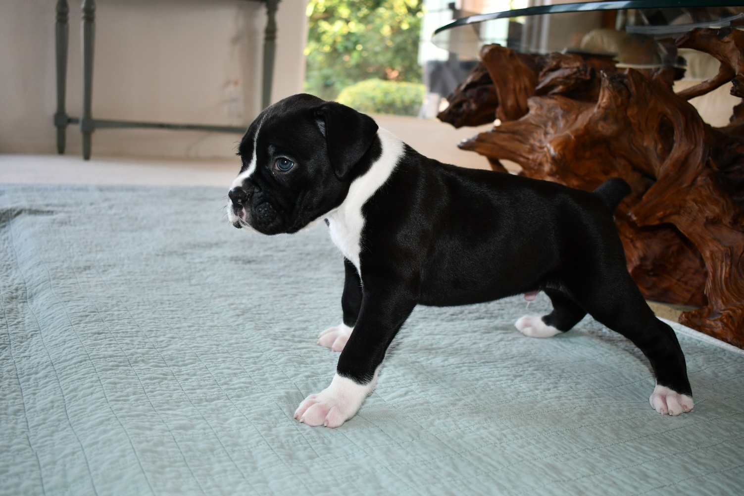 Adorable flashy brindle boxer puppies kansas, wichita. AKC Black Boxer Champion Boxer Puppy For Sale In Texas